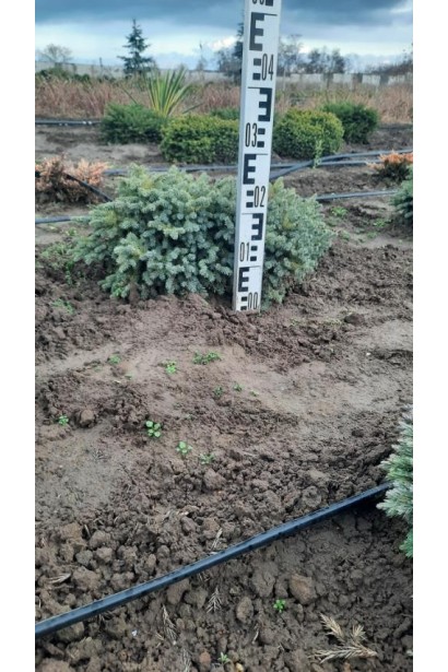 Ель черная Нана - ком35кг/вис.20-25см/Ø45-55см